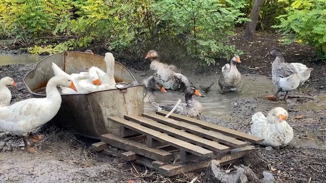 Гуси…. Гуси…. смотреть онлайн