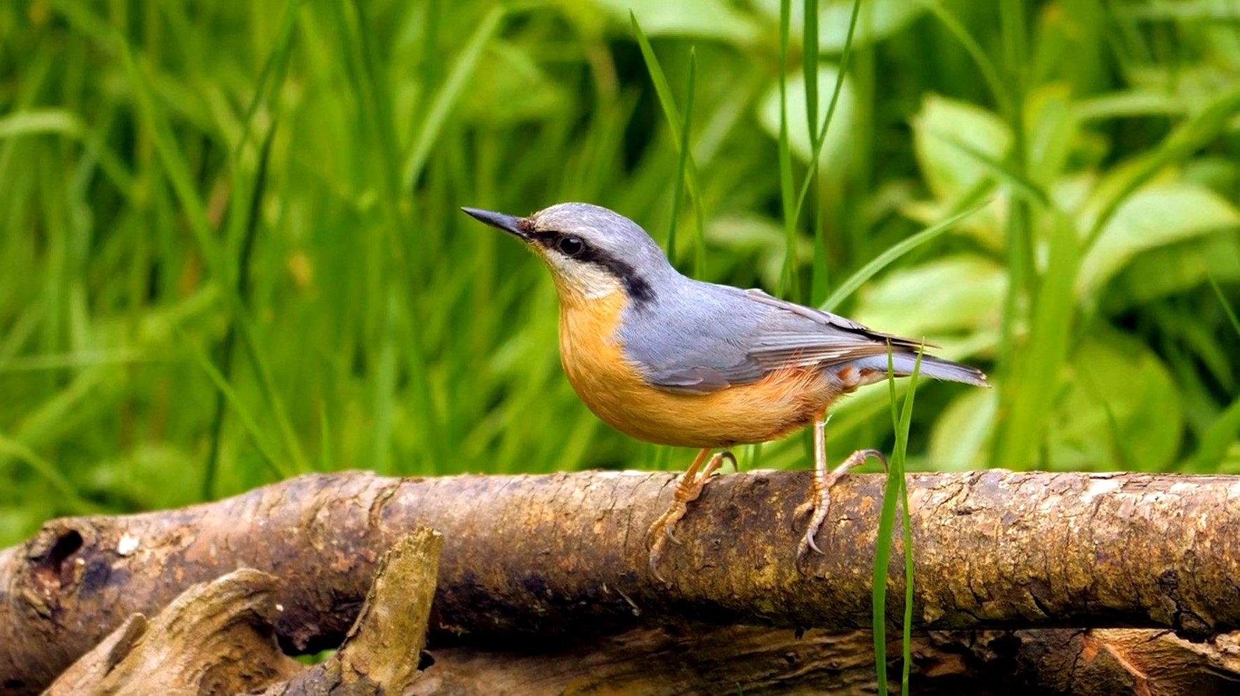 Кошачее видео