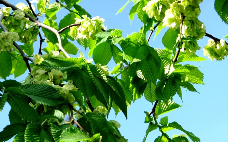 Вяз, или ильм