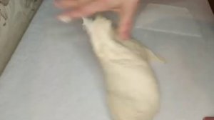 Хлеб на воде и прессованных дрожжах