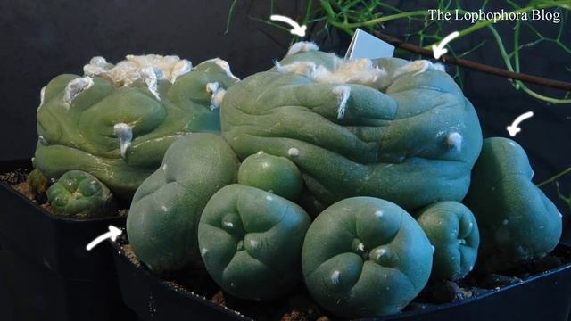 Lophophora Diffusa Cactus Swelling With Water, Time-lapse Video (HD Version)