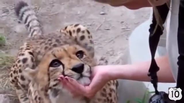 Гепард мурлыкает как котёнок смотреть онлайн