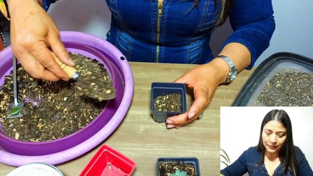 Echeveria Setosa (peludita) Todo Sobre Ella Cuidados Y Reproduccion смотреть онлайн