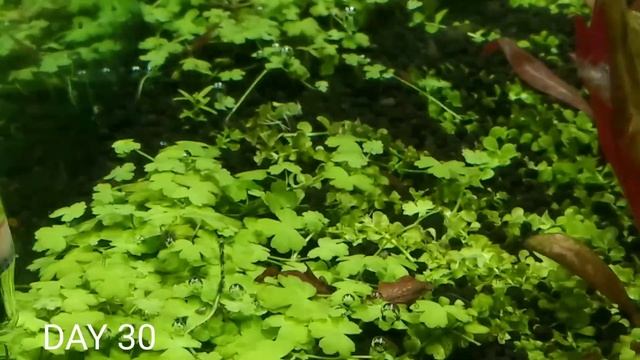 HYDROCOTYLE TRIPARTITA MINI PLANT || 30 DAYS UPDATE OF HYDROCOTYLE TRIPARTITA MINI CARPET смотреть онлайн