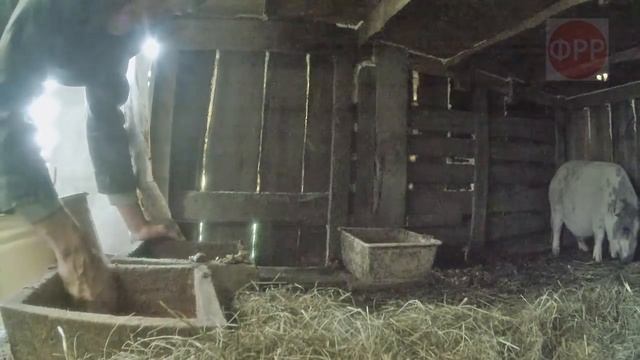 про село - МАСТЕРСКАЯ  / ВЕС ВЪЕТНАМСКИХ СВИНЕЙ В ПЯТЬ МЕСЯЦЕВ / сельхоз-влог