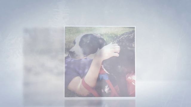 DC Dog Sitter | Year In Review - 2015 смотреть онлайн