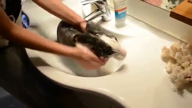 Купание кролика в теплой воде смотреть онлайн