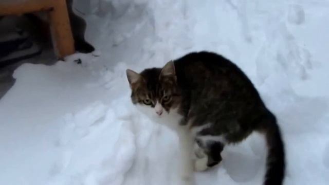 Украина, Харьков. Погода на Рождество, снегопад. смотреть онлайн