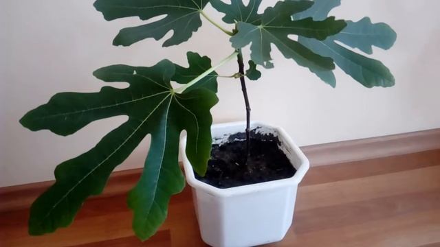 Инжир из семян!!! смотреть онлайн