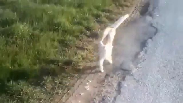 Кот наоборот. Ходит на передних лапах. смотреть онлайн