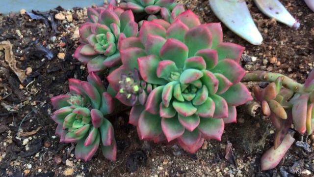 ONE OF THE EASIEST SUCCULENT FOR BEGINNERS | XSEDEVERIA MAIALEN | SUCCULENT CARE TIPS смотреть онлайн