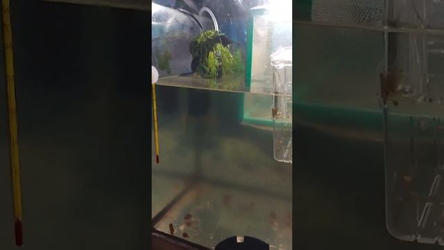 Замена воды в Аквариуме обязательно смотреть онлайн