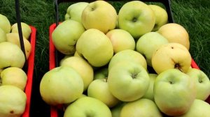 Делаю только так! Как и где хранить яблоки на зиму: мои методы для хранения яблок до нового урожая