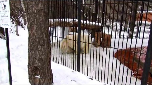 Ростик !Вкусная тыква и конус для Ростика в день рождения! 7.12.17г. смотреть онлайн