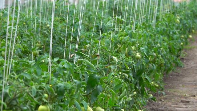 Костанай Казахстан - Сельское хозяйство - Олжа Агро Костанай - Как выращивают помидоры в Казахстане смотреть онлайн