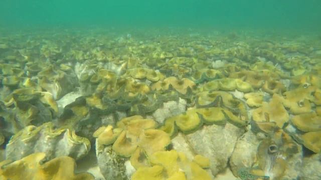 Tridacna gigas, Clamfield смотреть онлайн