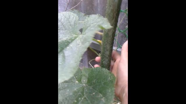 огурец - молодец. mp4 смотреть онлайн