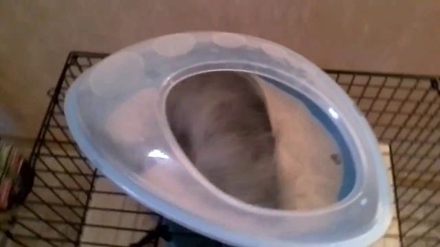 Шиншилла купается в песке.