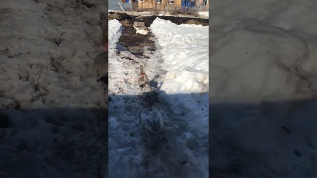 Так увидьте меня красивым ! Серо-Жемчужные утки / Мускусные утки смотреть онлайн