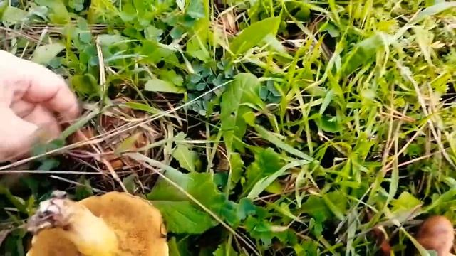Анапа?Собираем грибы в ноябре?маслята  вкуснейшие ??