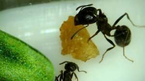 Стадии развития муравья [под микроскопом]