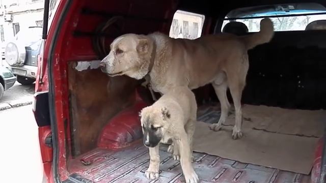 Dog killer.АЛАБАЙ-ВОЛКОДАВ - ЧЕМПИОН БОЁВ.Wolfhound - CHAMPION fights.Odessa. смотреть онлайн