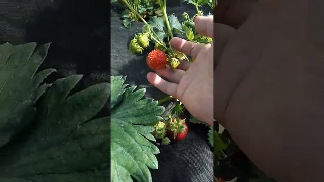 Клубника сорт Полка смотреть онлайн