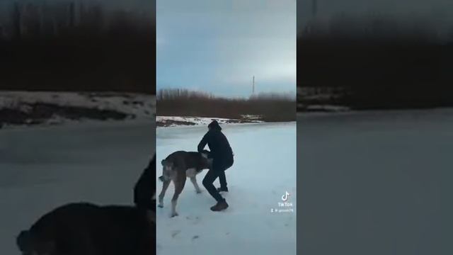 САО АЛАБАЙ! МАТУРХАН -2 внук Матурхана! Огромный Алабай 91 см холке смотреть онлайн