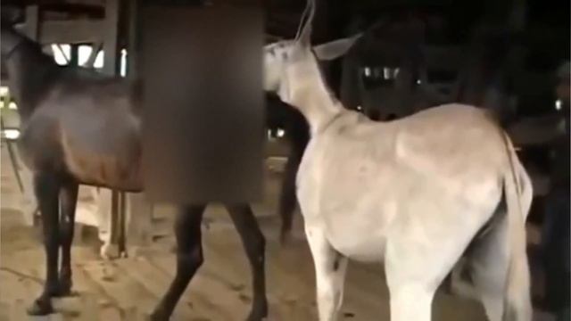 Crossbreeding donkeys and horses / donkey with mare смотреть онлайн