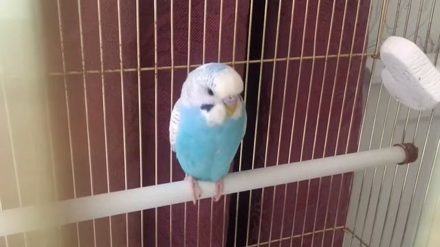 Попугай начал чирикать! День 2 смотреть онлайн