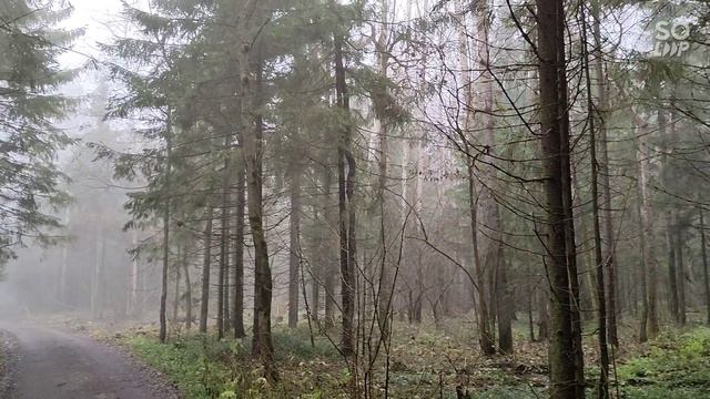 Осенний лес накрыл туман 😊 Музыка: Виталий Николенко - Вечернее Благо смотреть онлайн