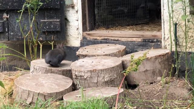 Вольер для коз, свинок и кроликов:) смотреть онлайн