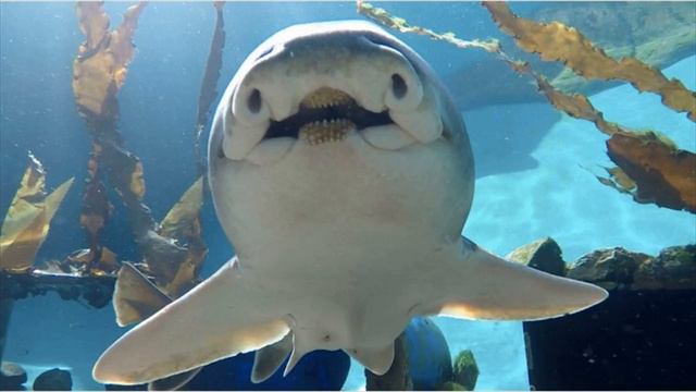 Shark смотреть онлайн
