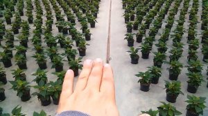 Система полива и климата (Priva) в промышленных теплицах