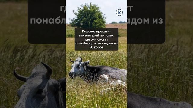 Под Зеленоградском открыли сафари-парк с необычными коровами