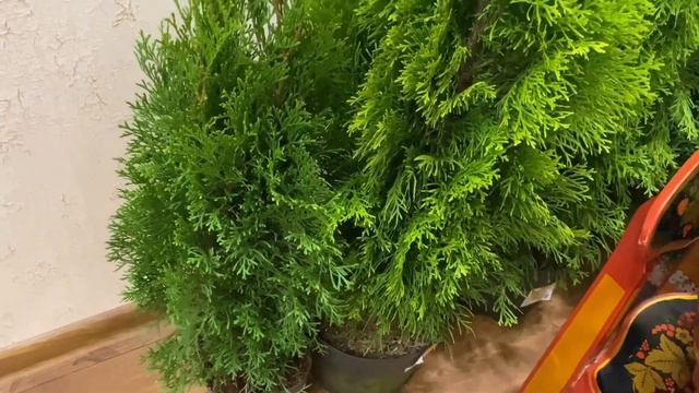 Розы Кордана. Миниатюрные растения для дома и сада. смотреть онлайн