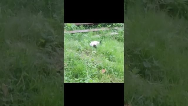 котики (๑ↀᆺↀ๑)