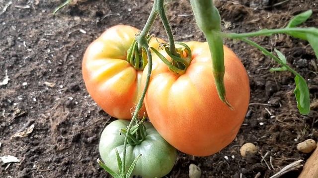 ОБЗОР УРОЖАЯ ТОМАТОВ??? смотреть онлайн