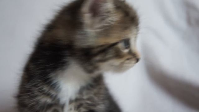 WHERE IS MY MOM? - little kitten is crying смотреть онлайн