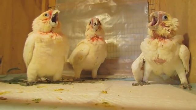 орущих птенцов какаду кормят с ложечки смотреть онлайн