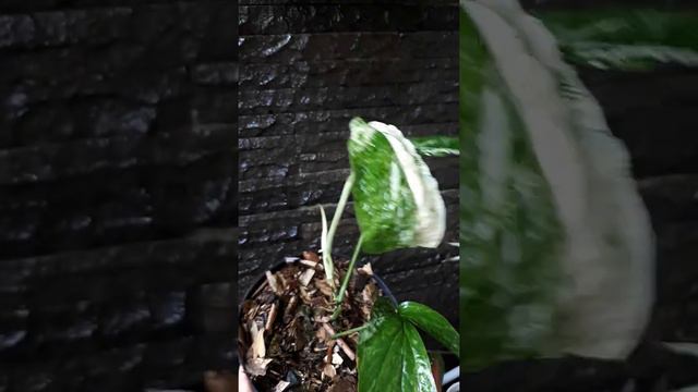 Amydrium varieagata смотреть онлайн