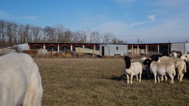 Дорпер Бараны. Австралийская генетика Кая. мои будущие племенные бараны. #dorper #дорпер смотреть онлайн