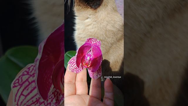 Phal. Neptune 🔱 и котик Беня 😺 Цветение голландской бабочки орхидеи фаленопсис Нептун 🌺 смотреть онлайн