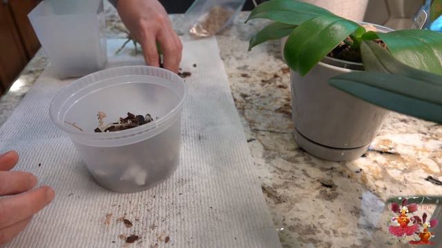 How to Rescue a Phalaenopsis Basal Keiki | Orchid Repotting for Baby Phalaenopsis | Saving an Orchi смотреть онлайн