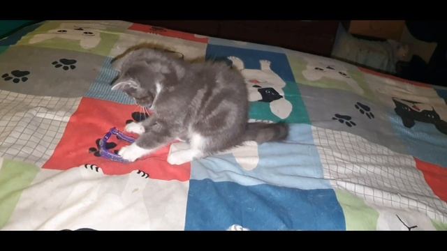 American Ringtail kitten BOOM curly tail-https://gokitty.com/kitten/profile/id/117977? смотреть онлайн