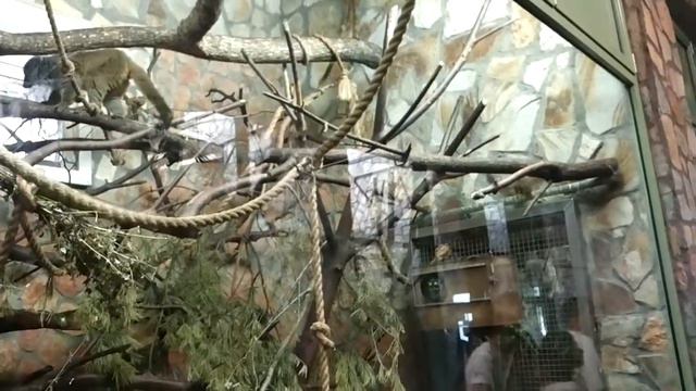 лемурчики Питер зоопарк смотреть онлайн