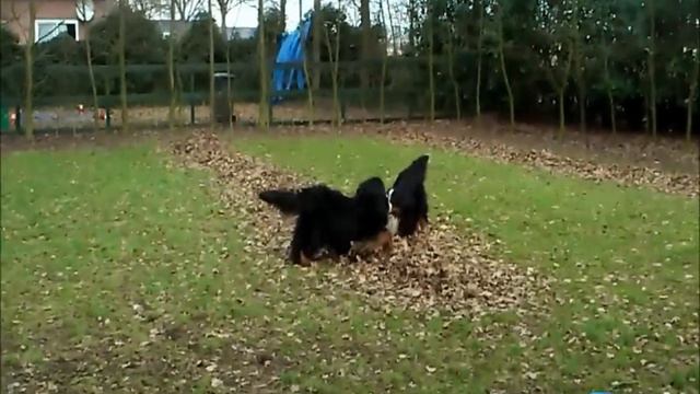 Walkiria+Diesel (2013 mating) смотреть онлайн