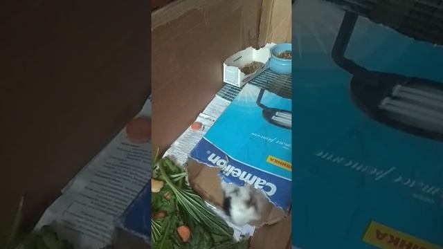 Морская свинка Даша поёт, как птичка смотреть онлайн