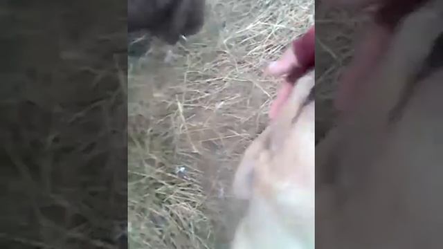 Как нужно ухаживать за щенками смотреть онлайн