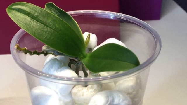 Update / Phalaenopsis im Styropor / Eine kleine Änderung / Equestris Kindel / Orchid смотреть онлайн
